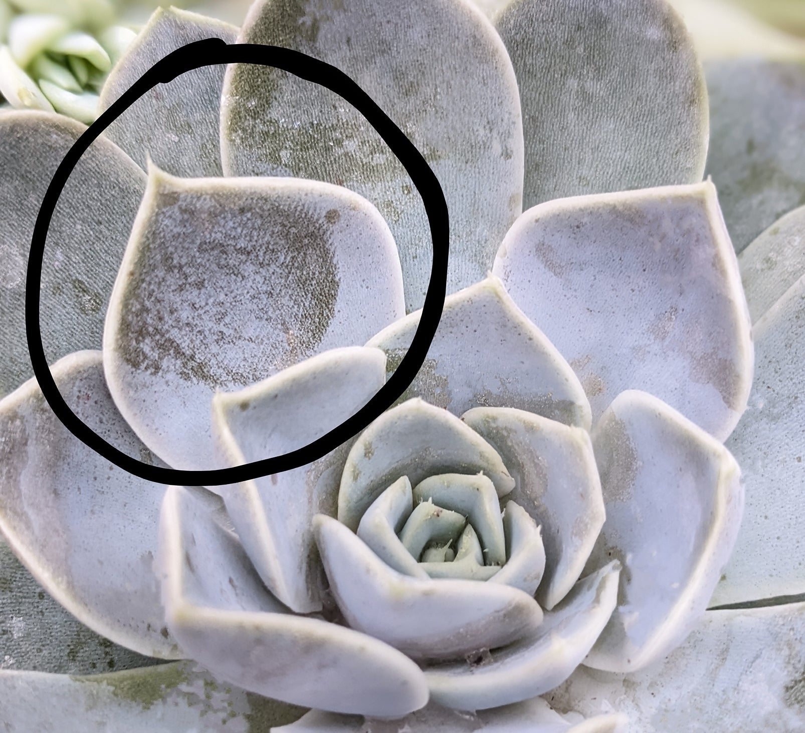 succulent starts MINI SUCCULENT GARDEN – cymbidium floral main image 0