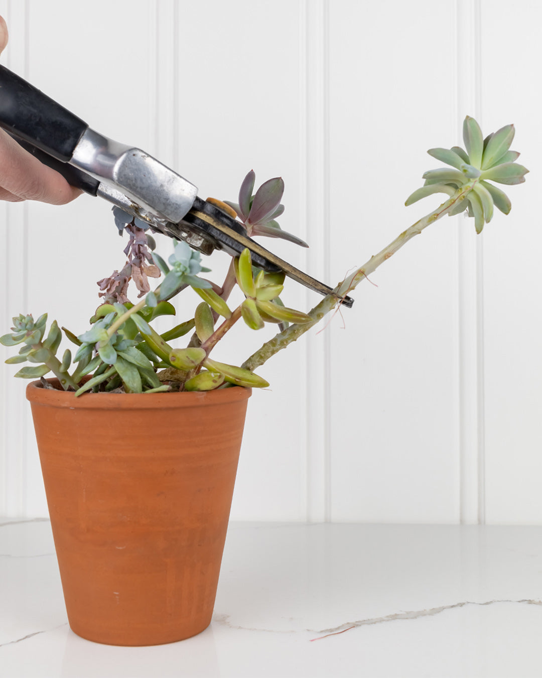How to Take Succulent Cuttings: Control Growth and Multiply Your Colle   CANADIAN SUCCULENTS