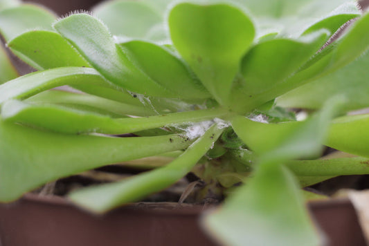 Say Goodbye to Succulent Pests