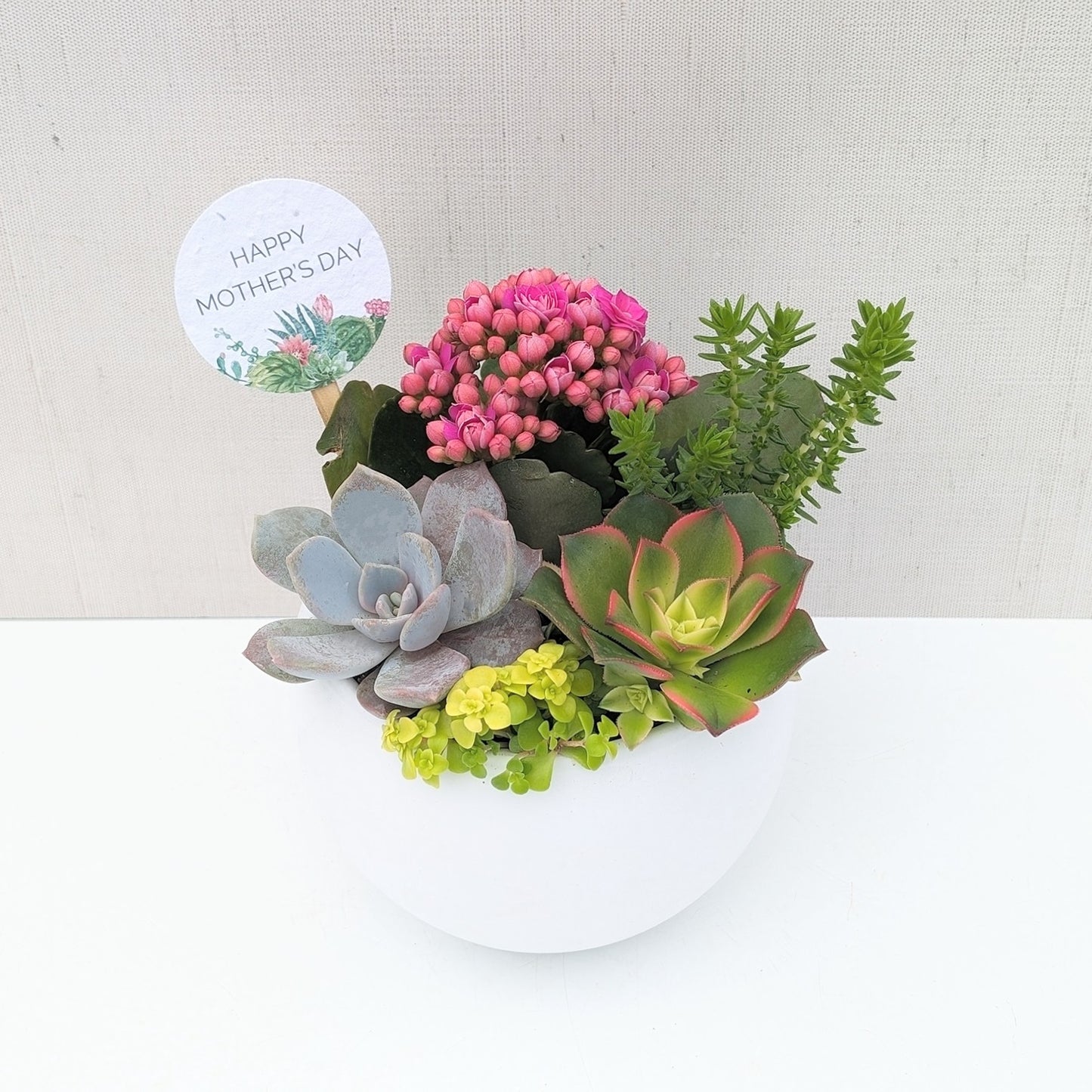 White Succulent Bowl