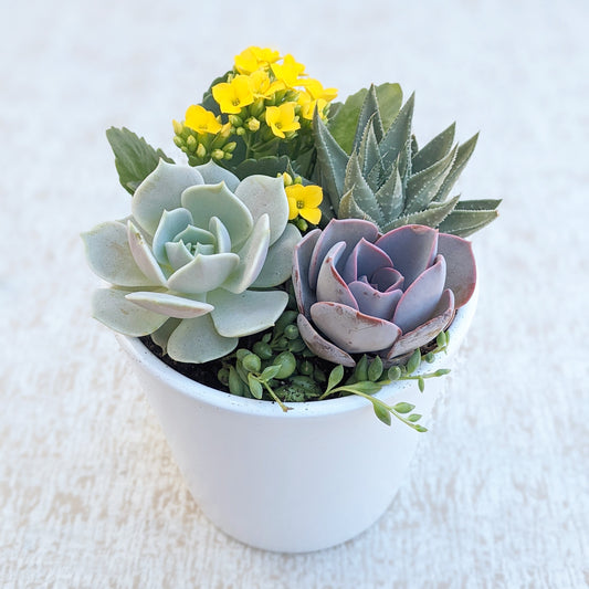 White Tapered Succulent Planter