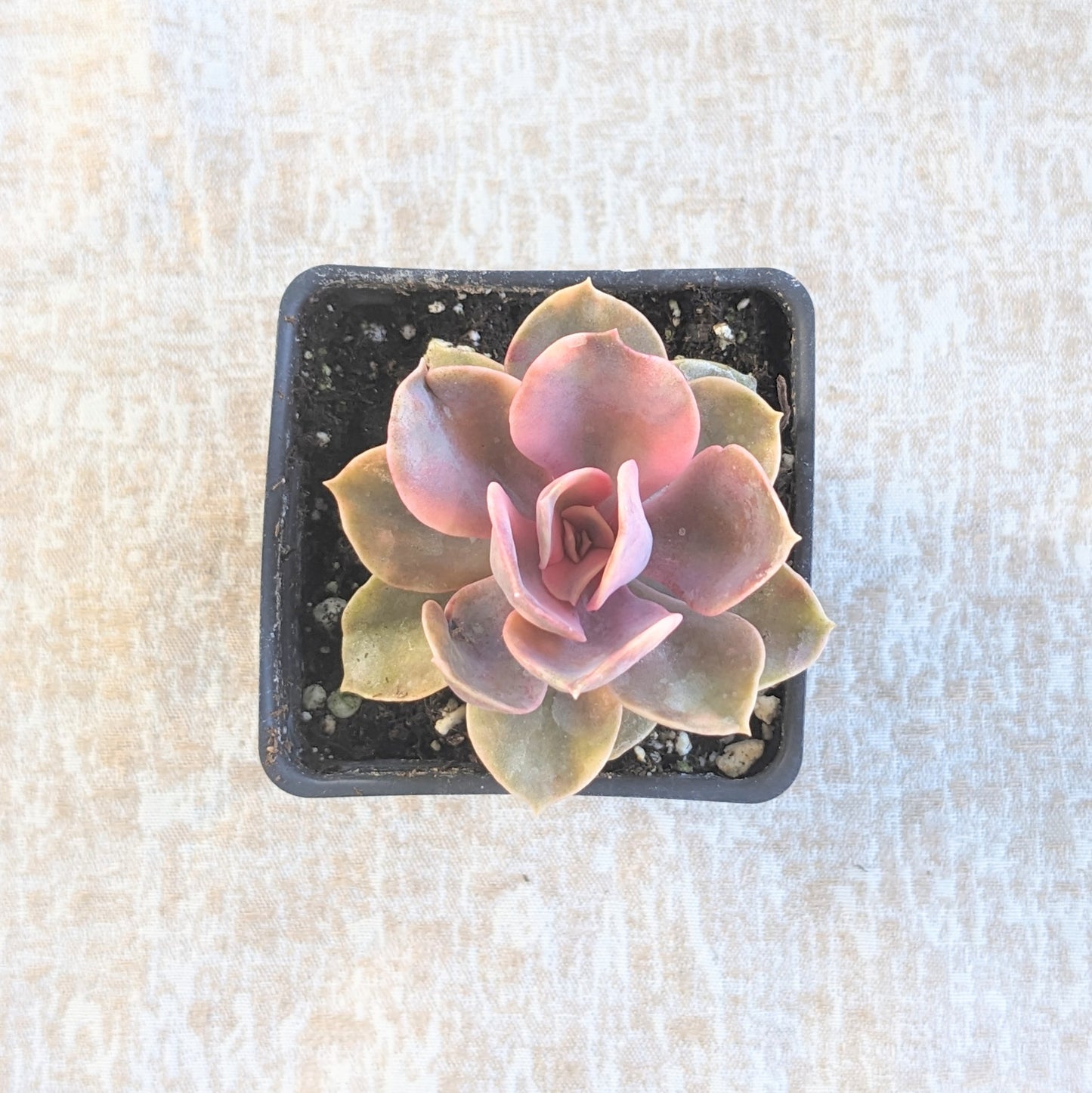Echeveria Rainbow (2")