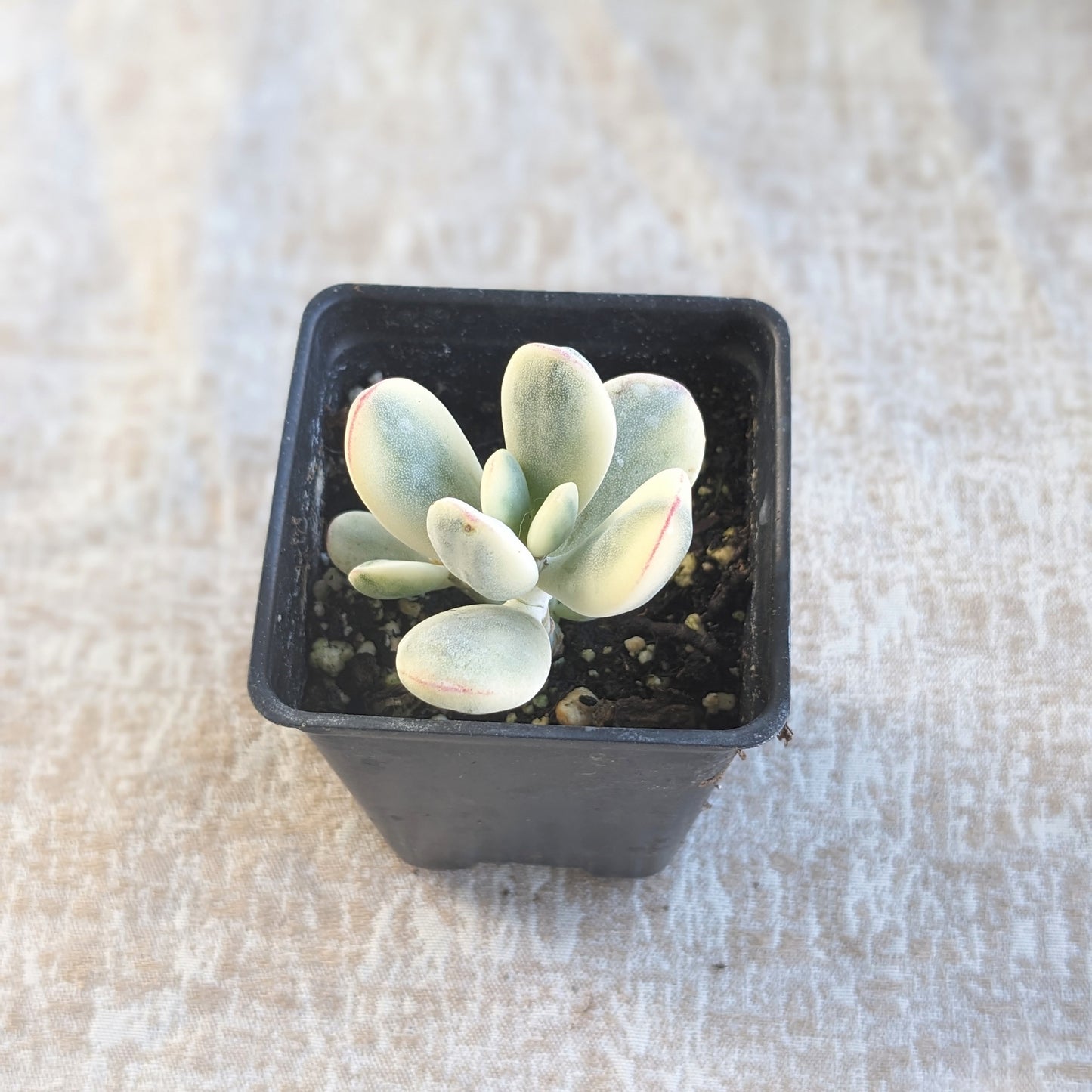Cotyledon orbiculata variegata (1.5")