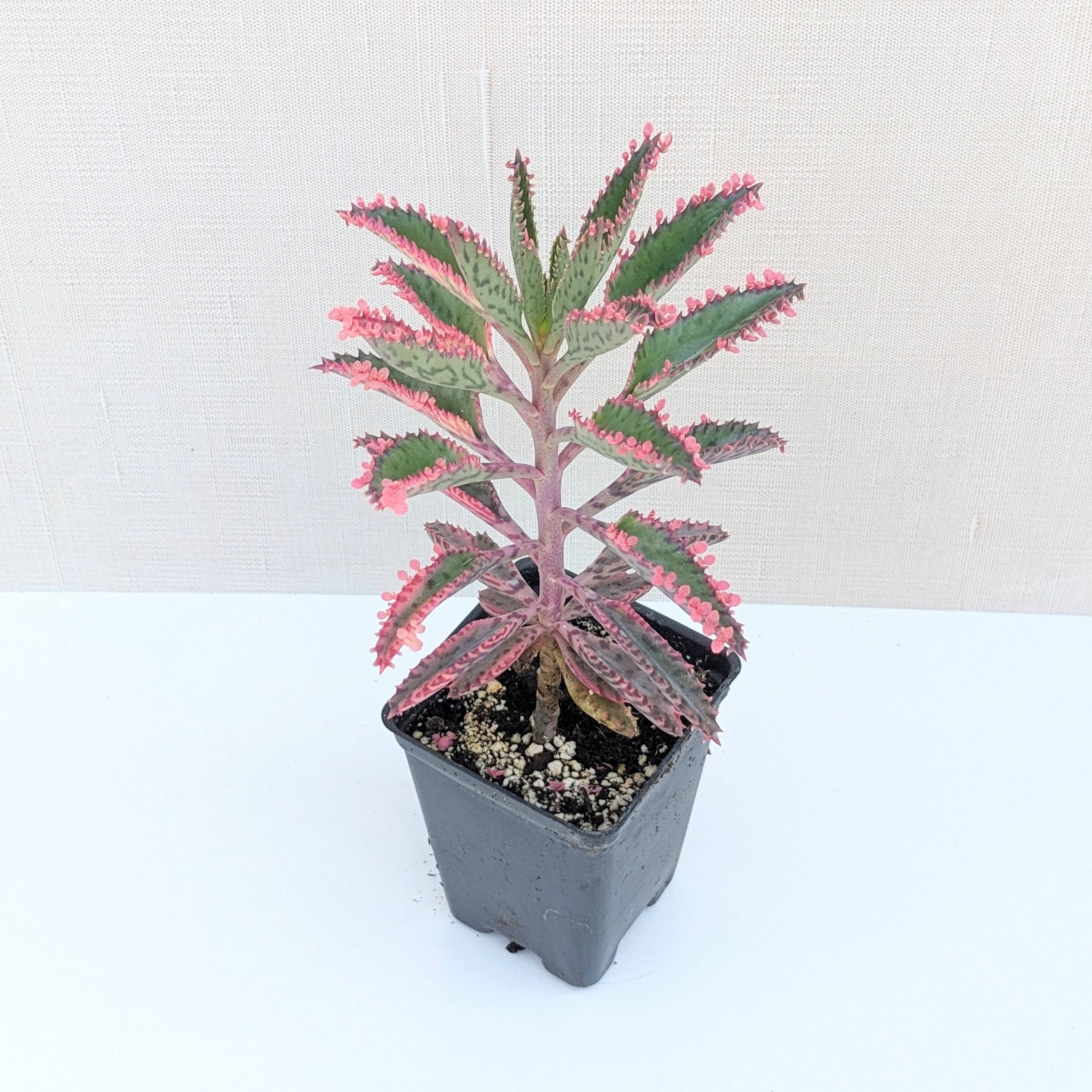 pink butterfly kalanchoe succulent Kalanchoe 'Pink Butterfly'