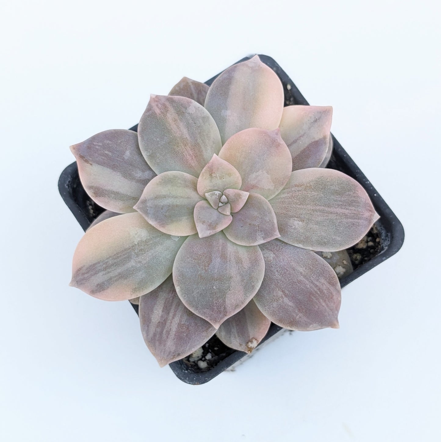 Graptopetalum Superbum Variegata