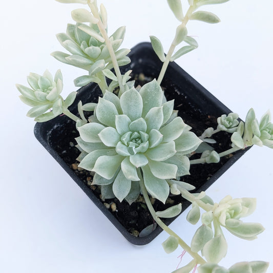 Echeveria prolifica variegata