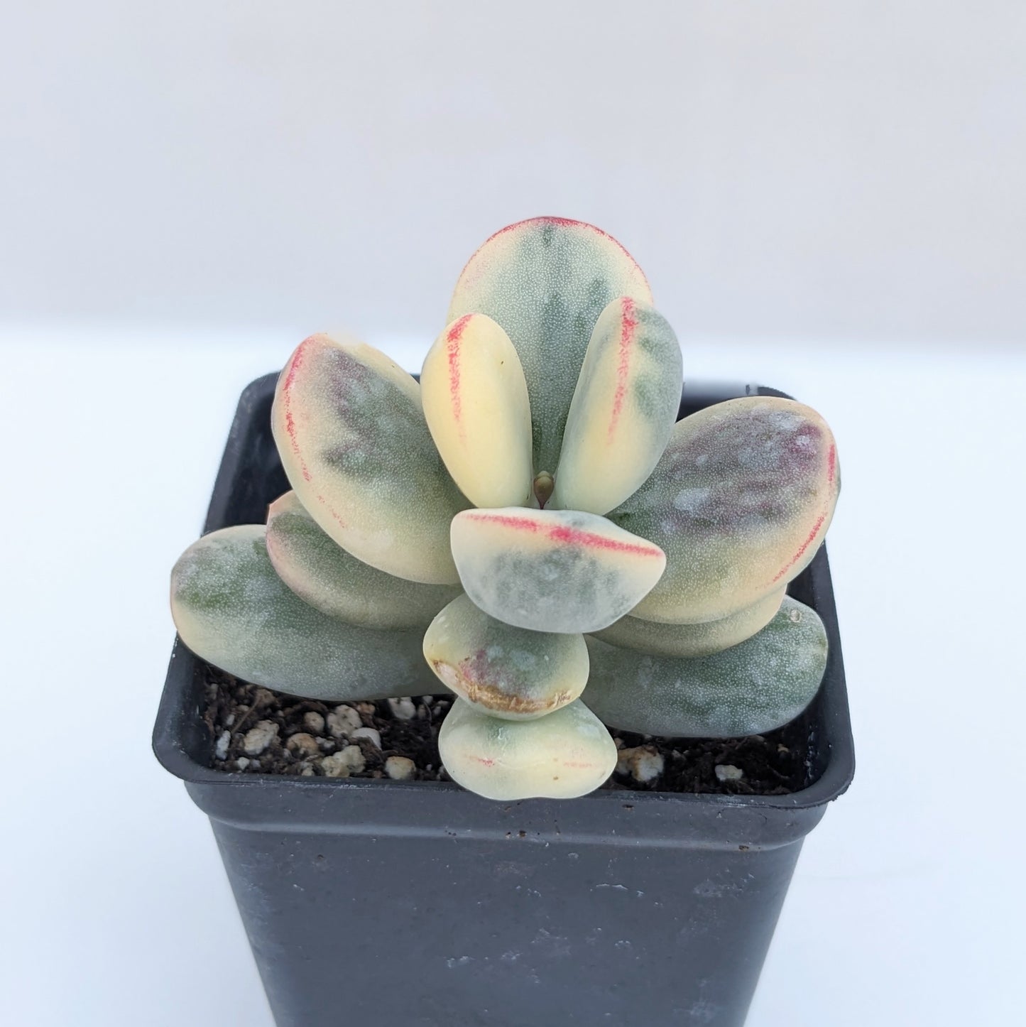 Cotyledon orbiculata variegata