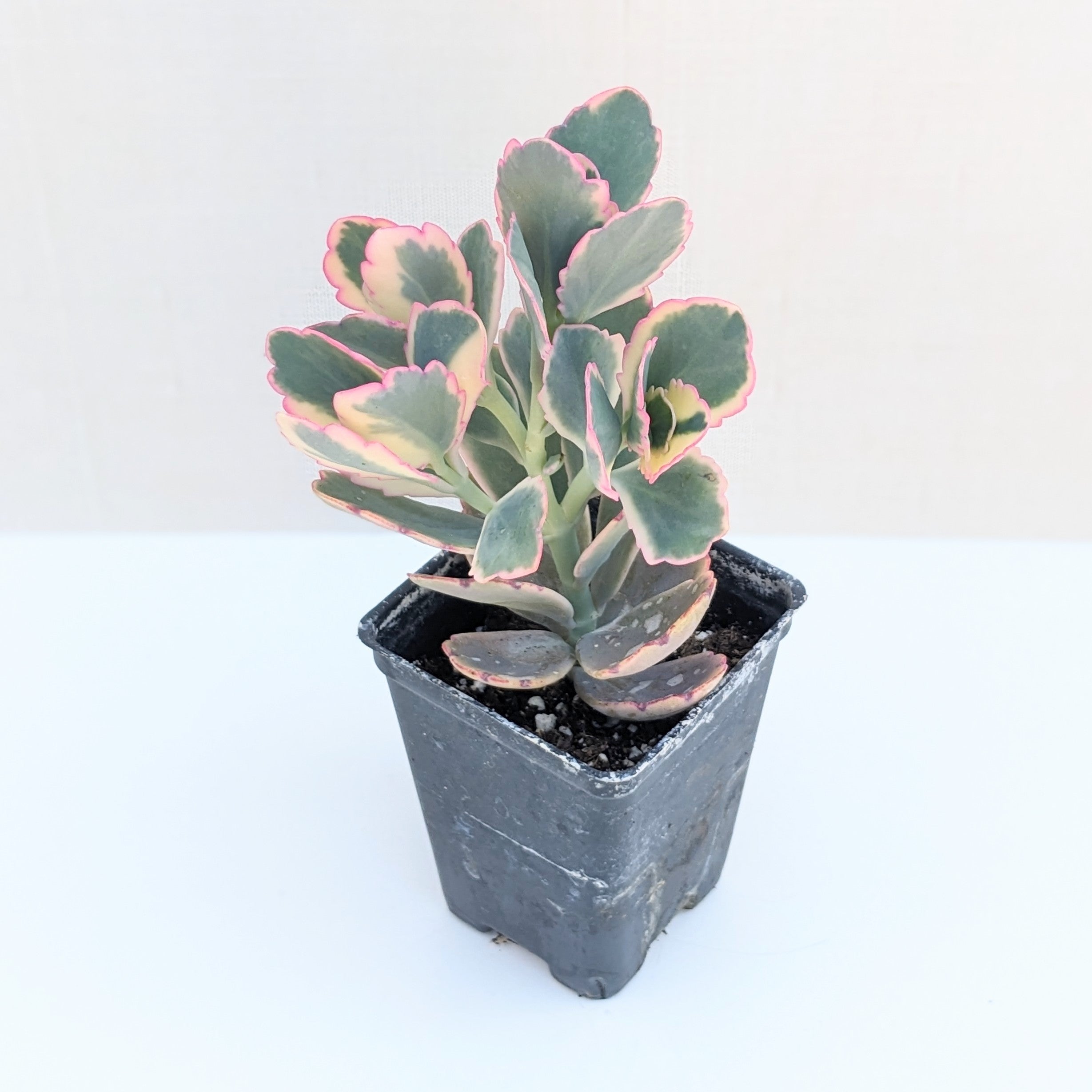 aurora borealis succulent Kalanchoe fedtschenkoi variegata "Aurora Borealis"