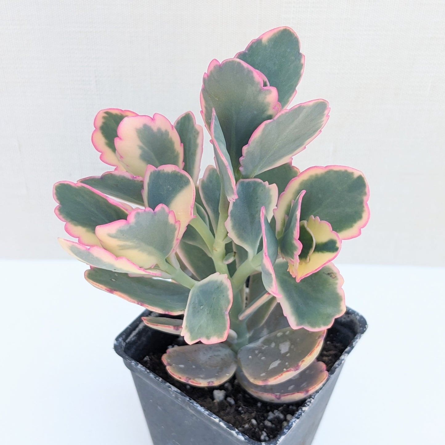 Kalanchoe fedtschenkoi variegata "Aurora Borealis"