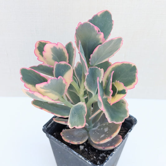 Kalanchoe fedtschenkoi variegata "Aurora Borealis"