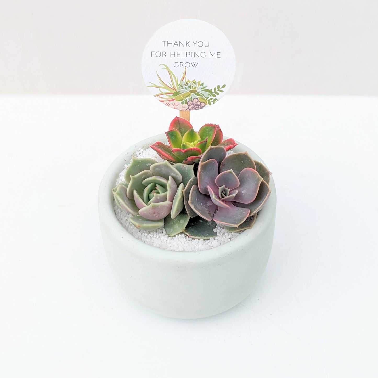 Mini Mint Cloud Succulent Arrangement