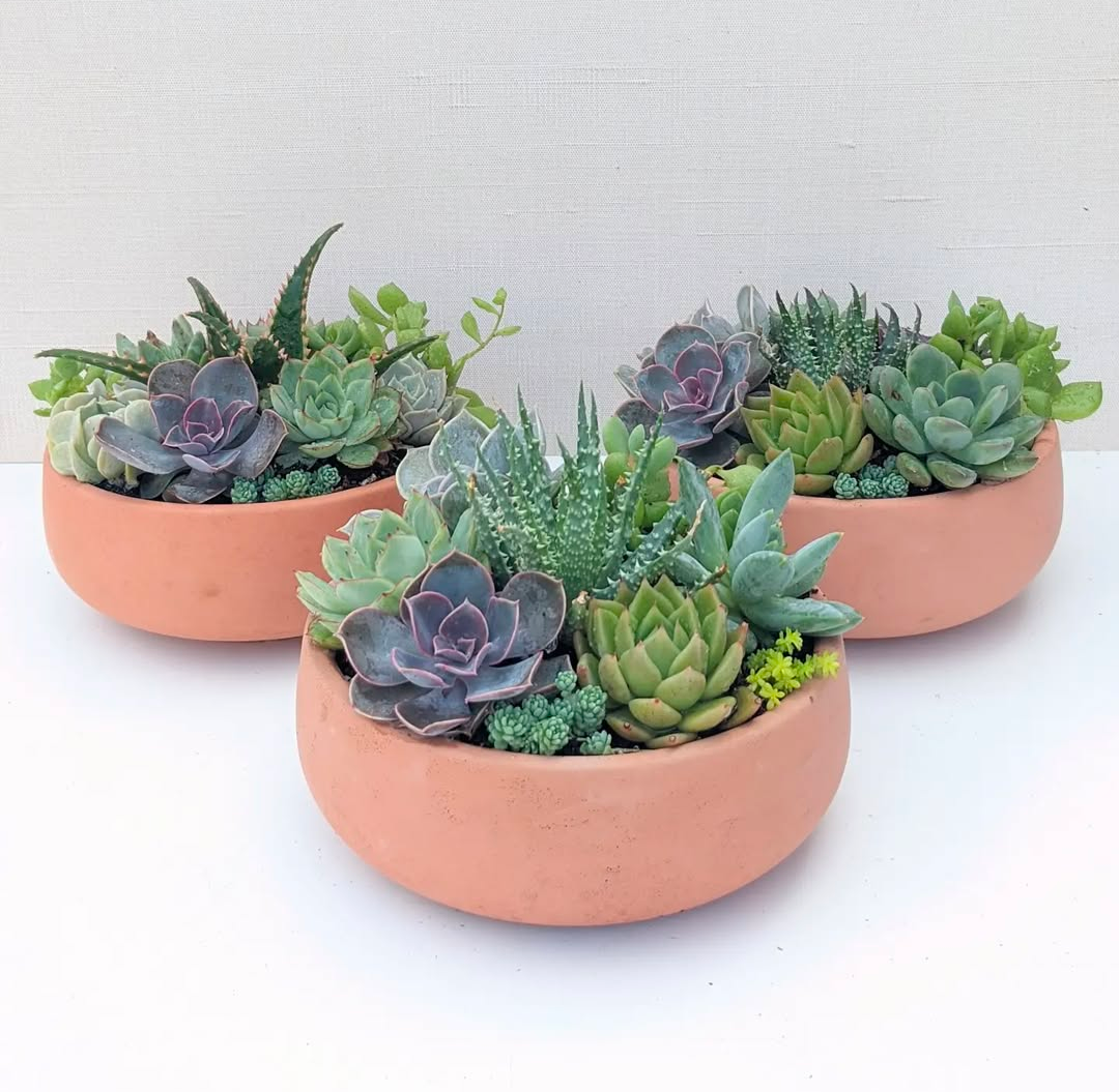terracotta succulent bowl Terracotta Bowl