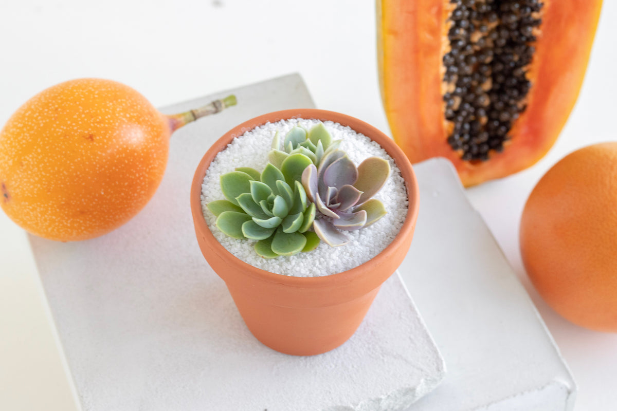 succulents price Succulent 3 in. Sprite Pot – Greenhouse Megastore main image 0