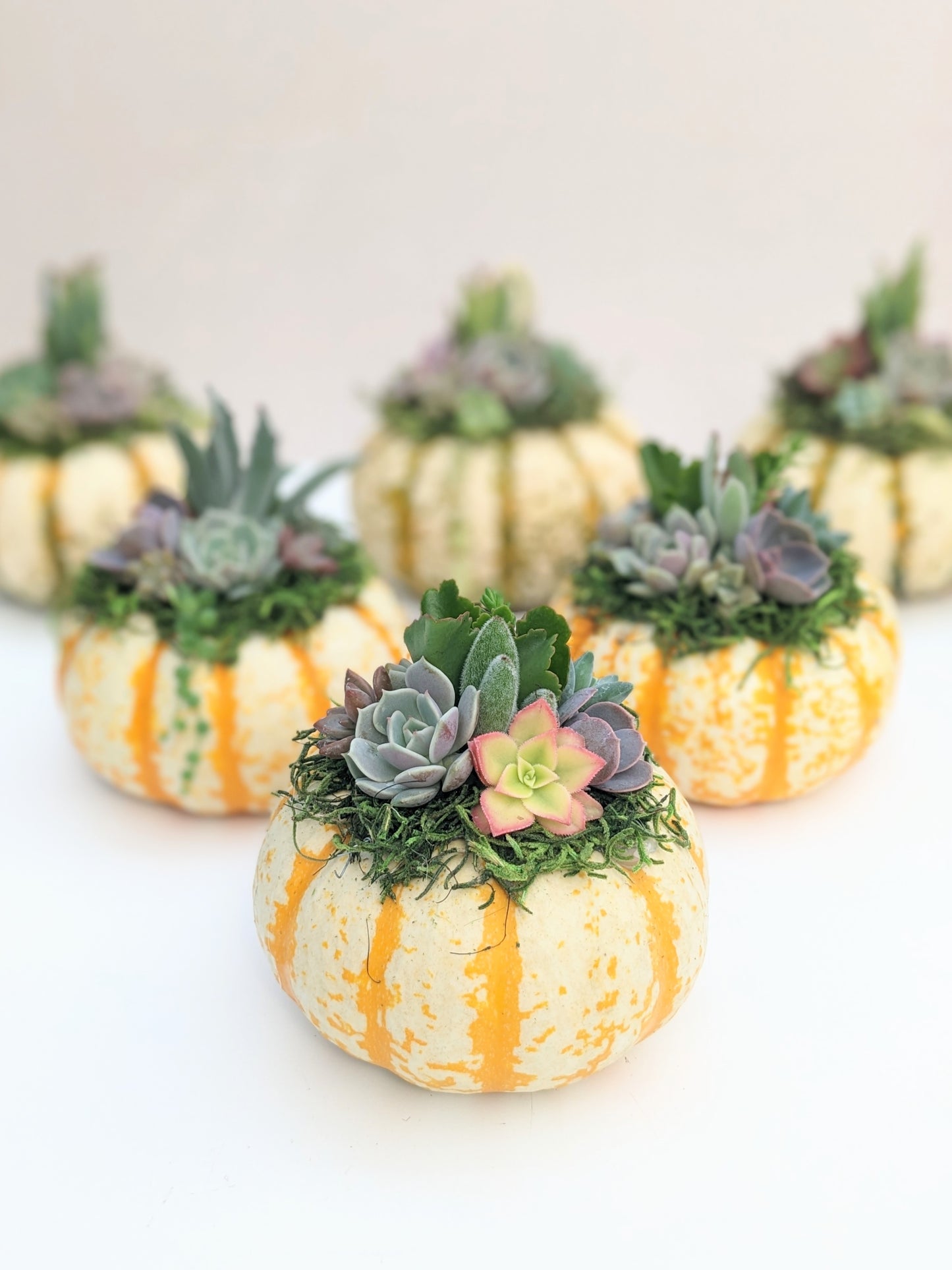 Mini Striped Succulent Pumpkin