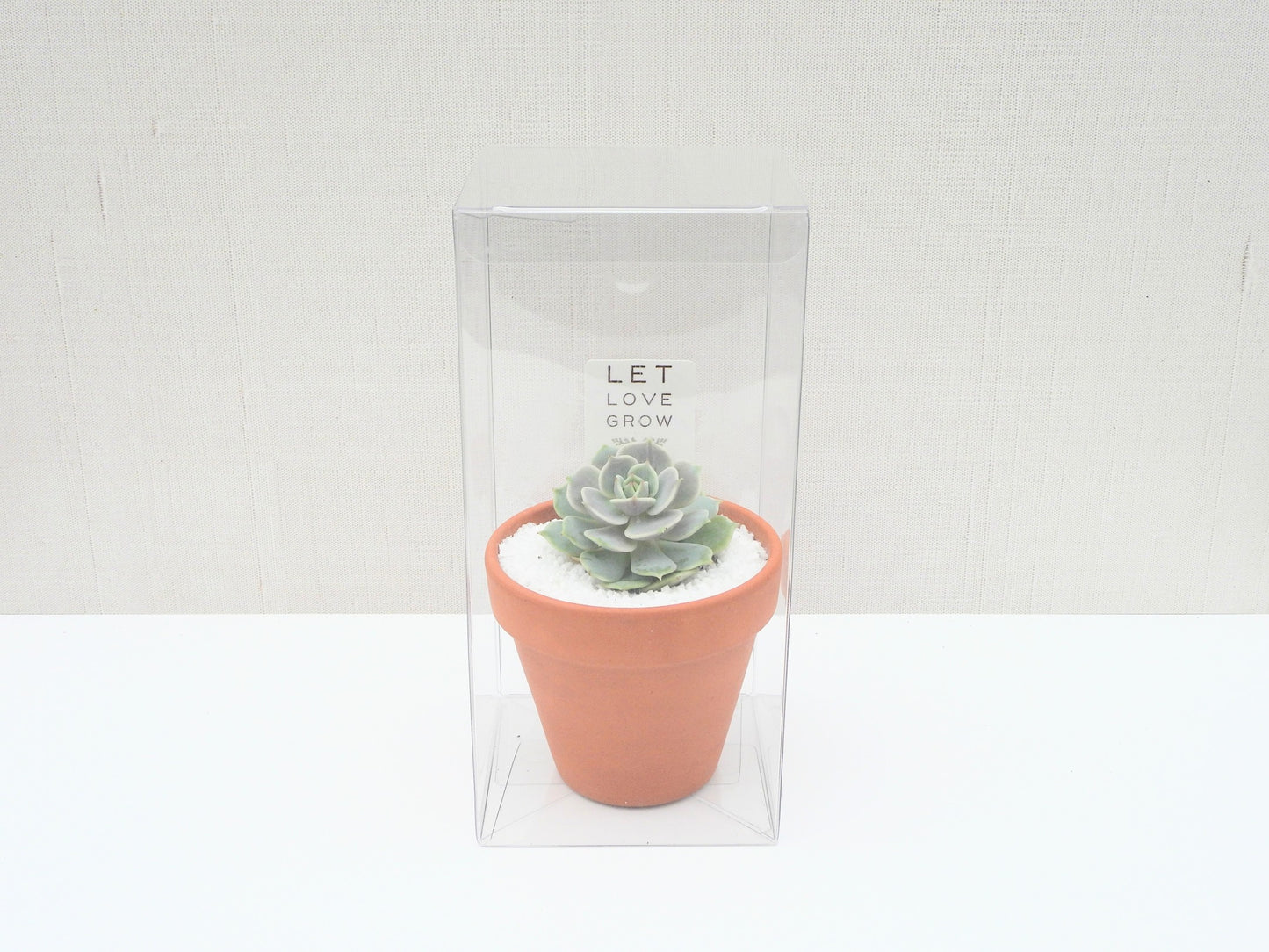 Succulent Favor Box & Care Tag - Clay Single