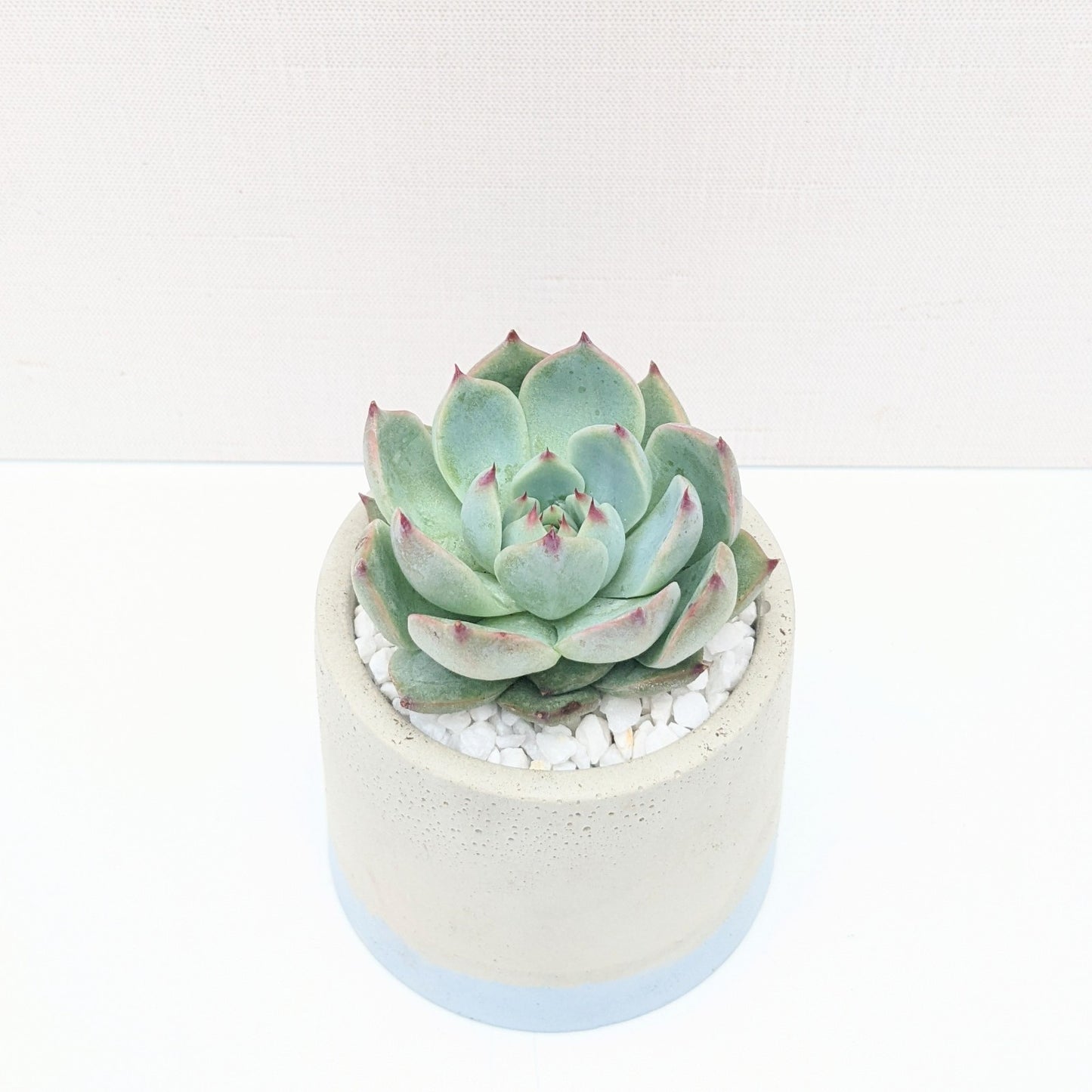 Blue Dipped Concrete Planter