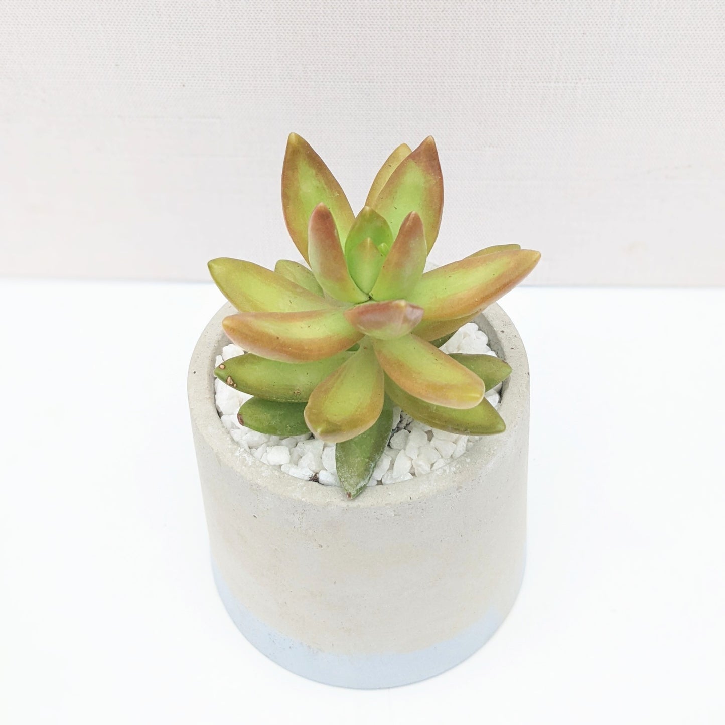 Blue Dipped Concrete Planter