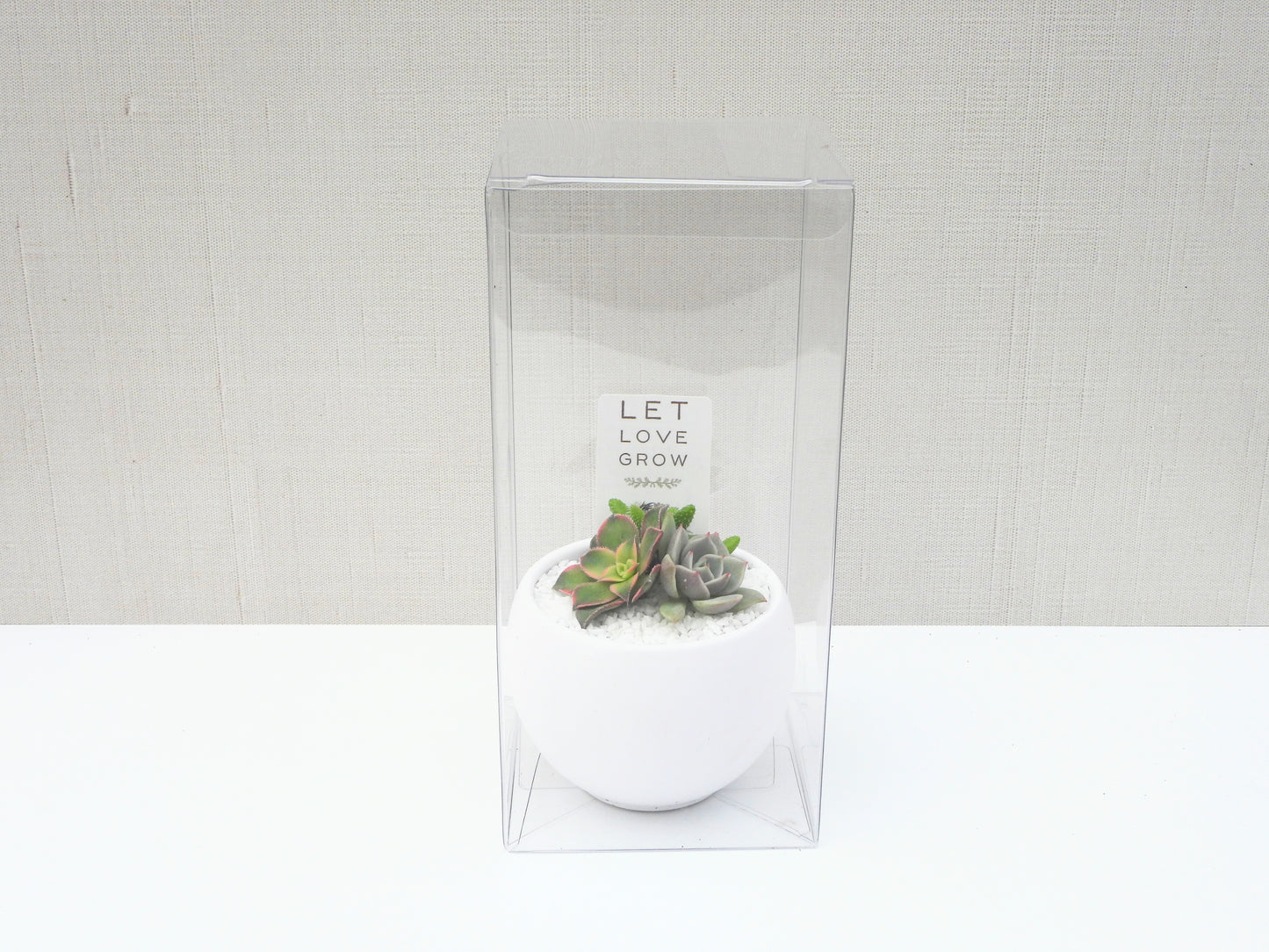 Succulent Favor Box & Care Tag - White Bowl