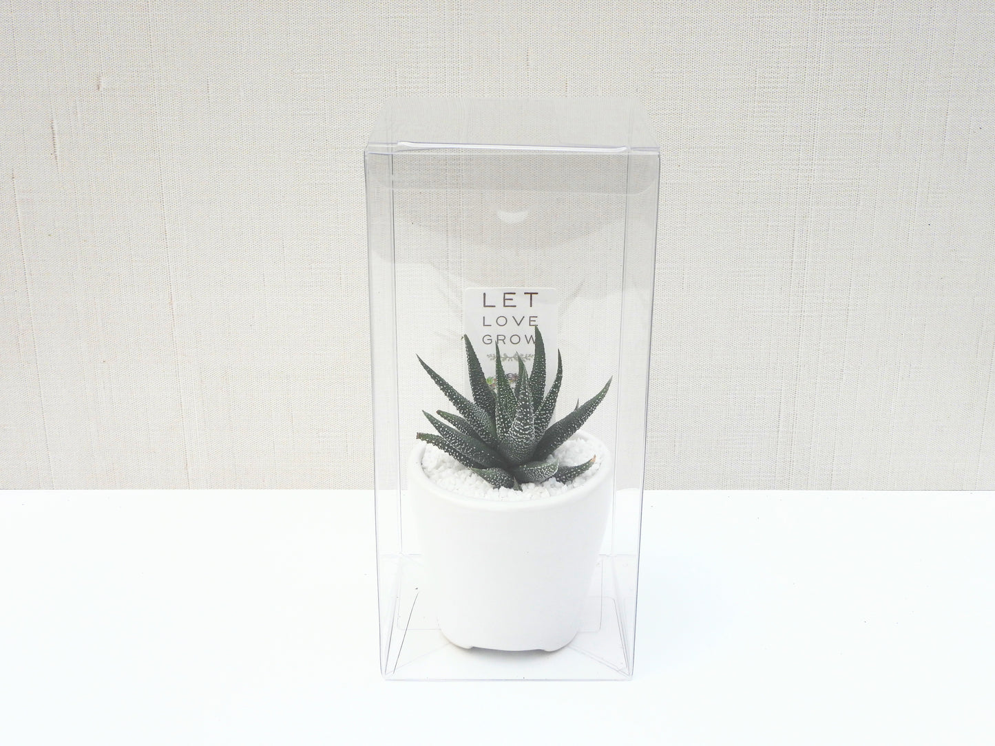Succulent Favor Box & Care Tag - White Ceramic