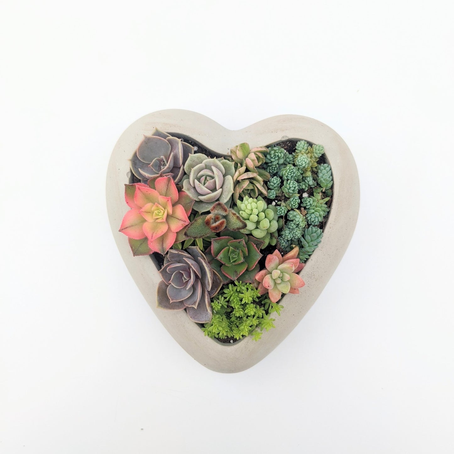 Succulent Heart