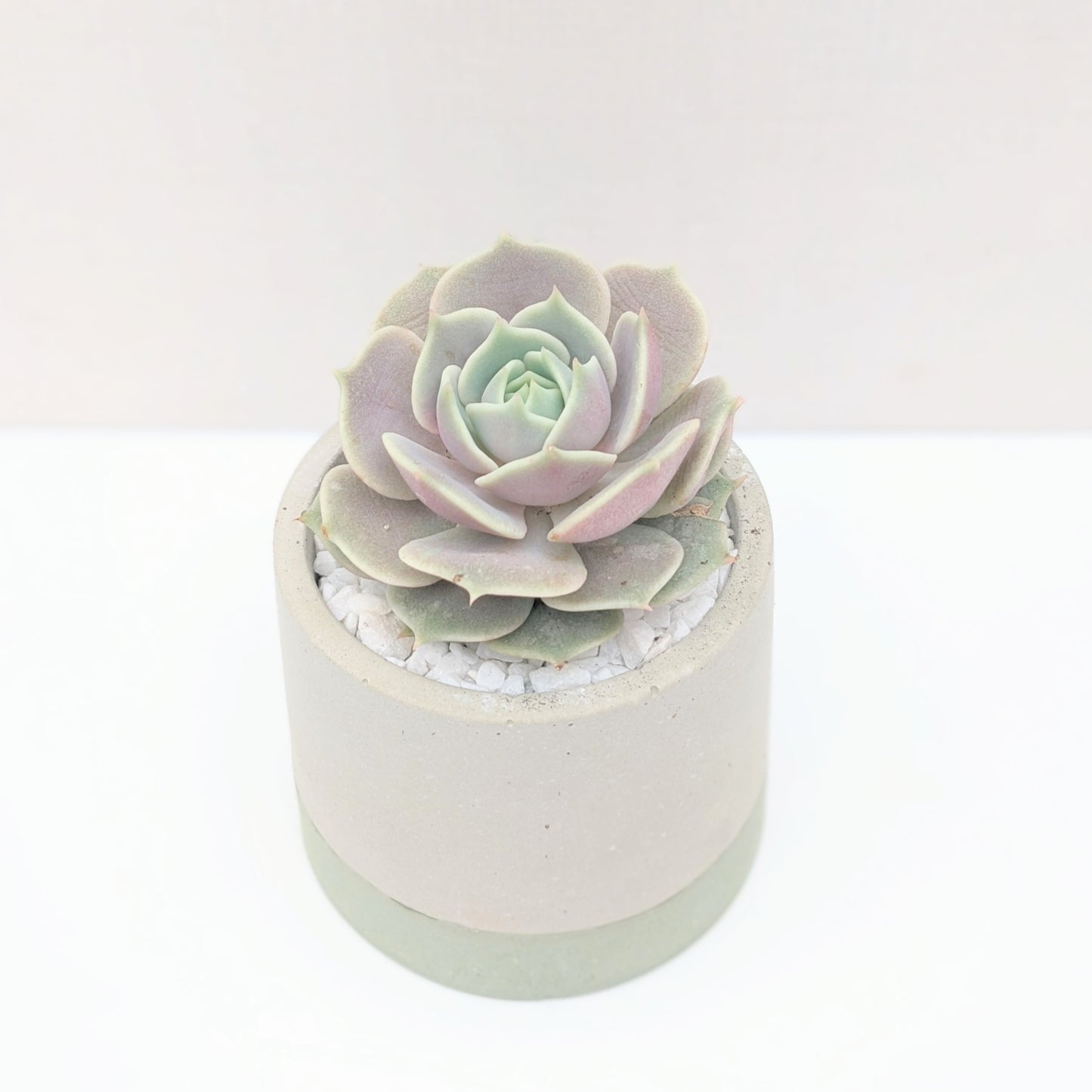 Green Dipped Concrete Planter