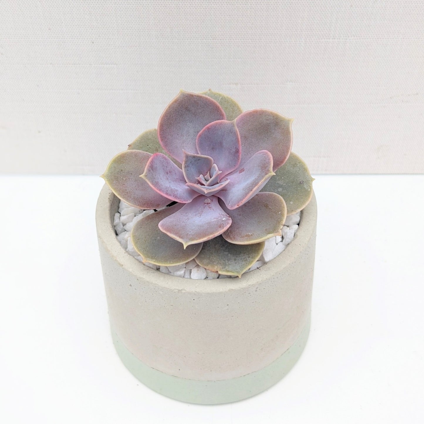 Green Dipped Concrete Planter