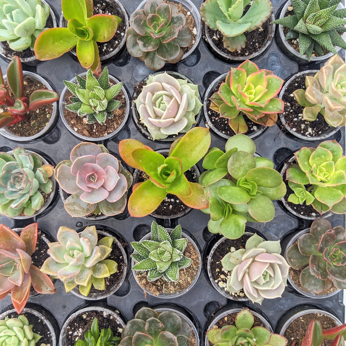 Assorted Bulk 2.5" Potted Succulent Plants