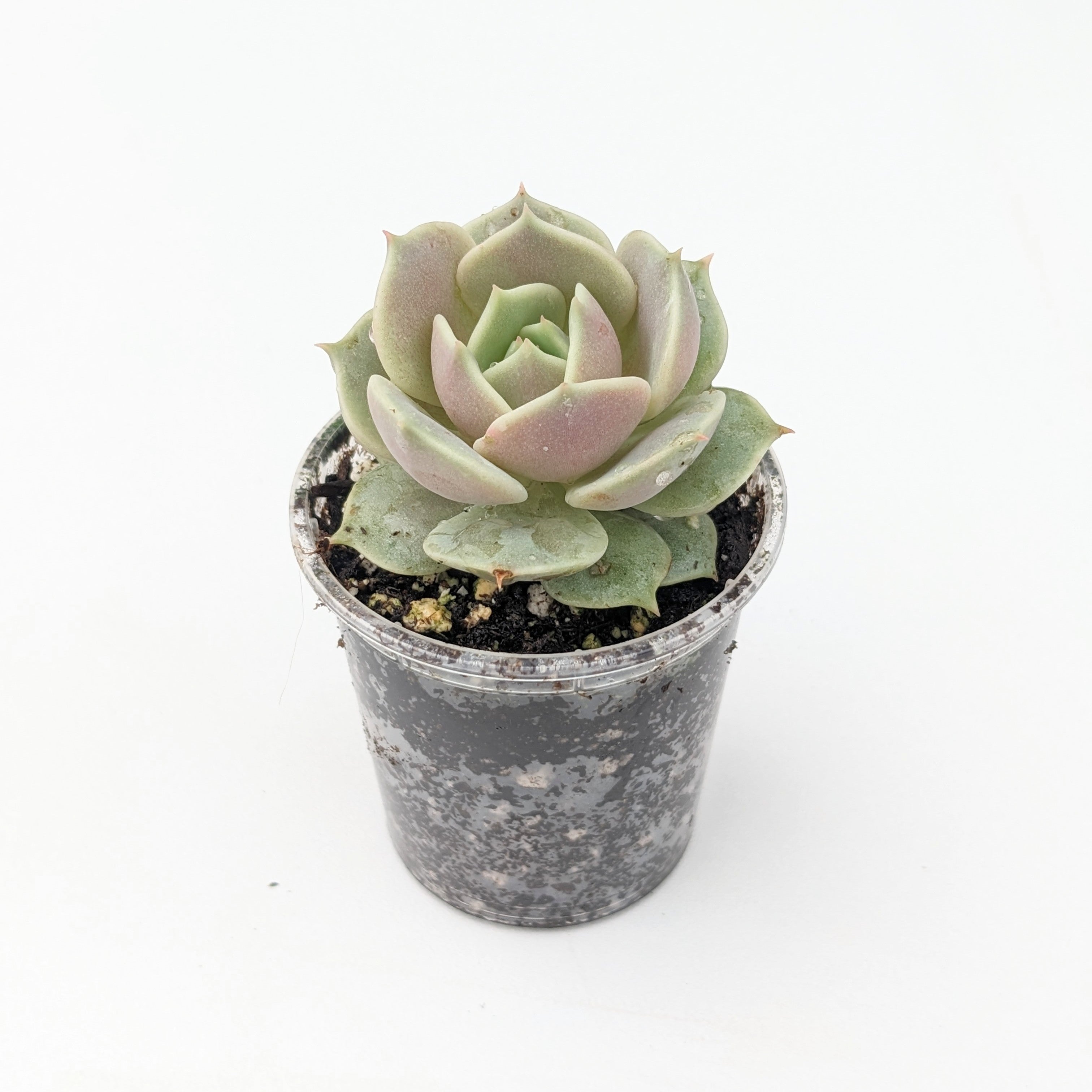 bulk succulents canada Assorted Bulk 2.5" Potted Succulent Plants