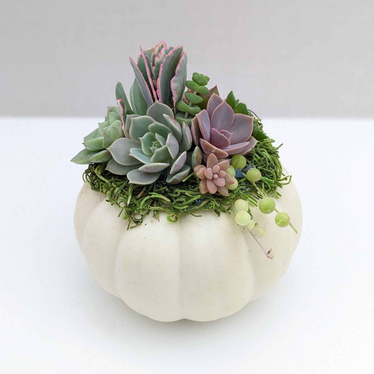 Mini White Succulent Pumpkin