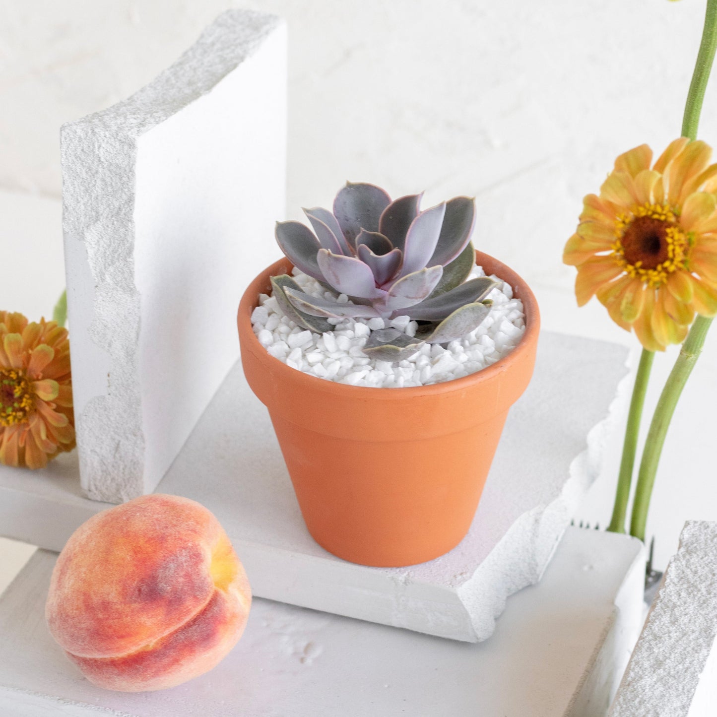 Terracotta Clay Succulent Favor