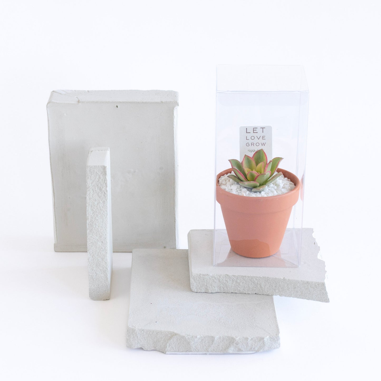 Terracotta Clay Succulent Favor
