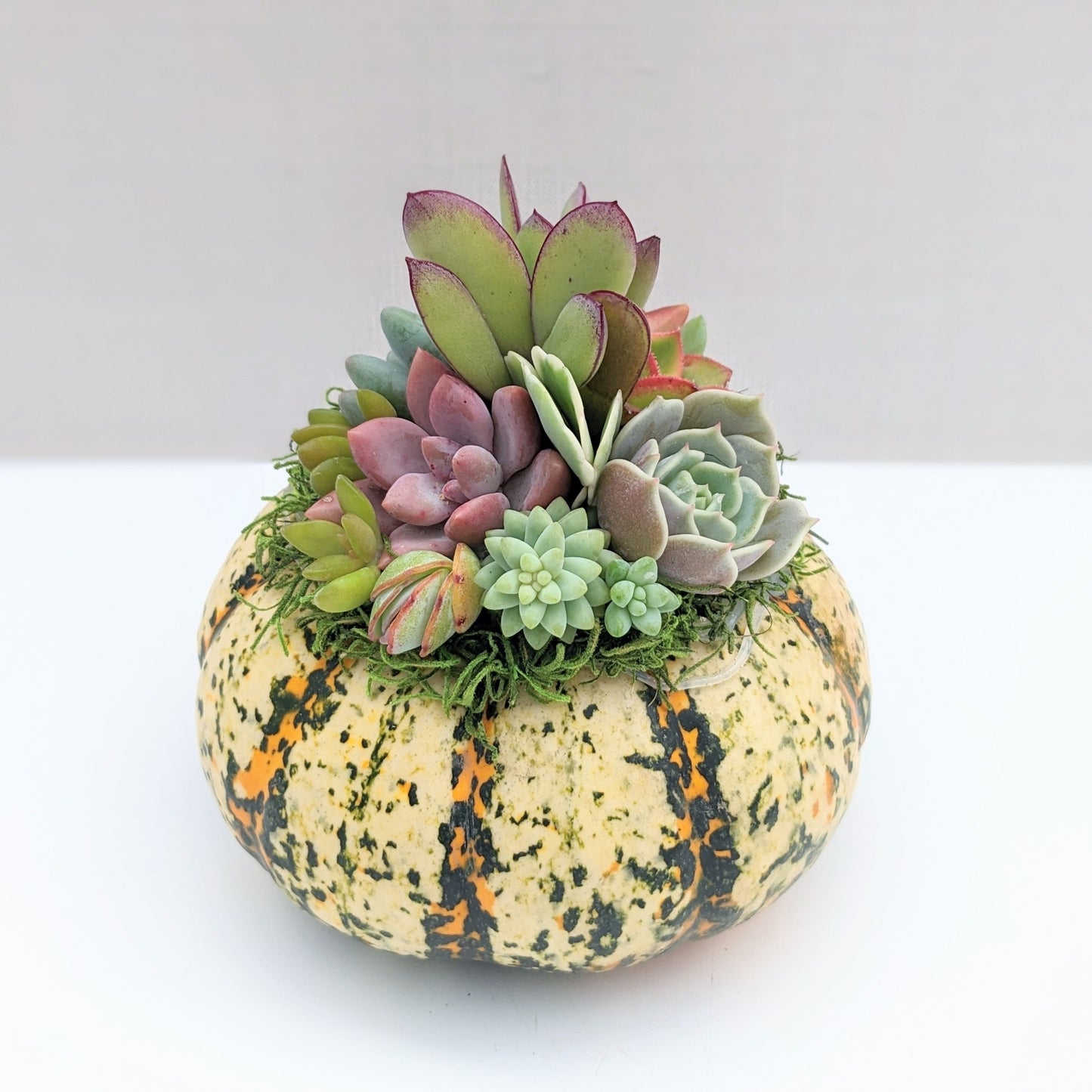 Mini Striped Succulent Pumpkin