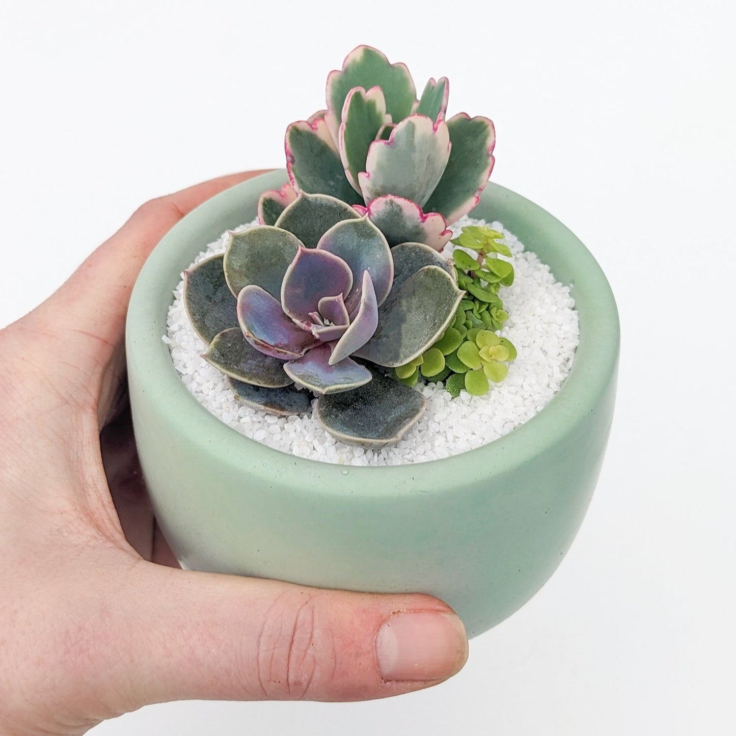 Mini Mint Cloud Succulent Arrangement