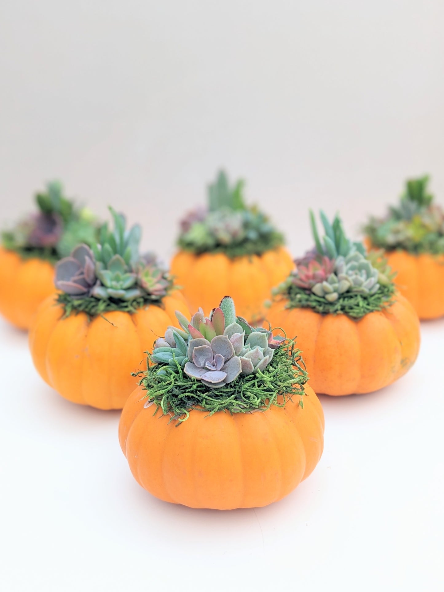 Mini Orange Succulent Pumpkin