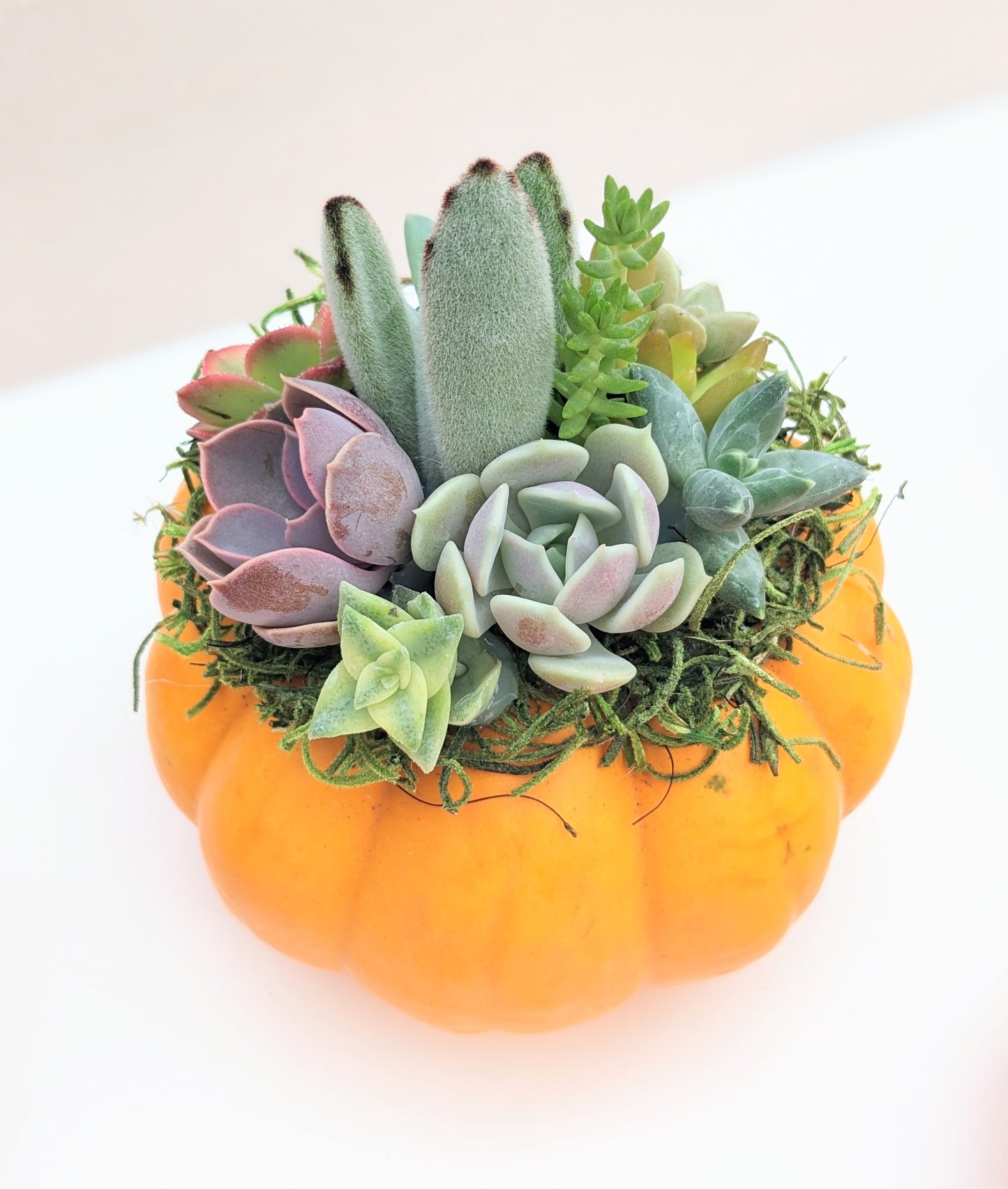 Mini Orange Succulent Pumpkin
