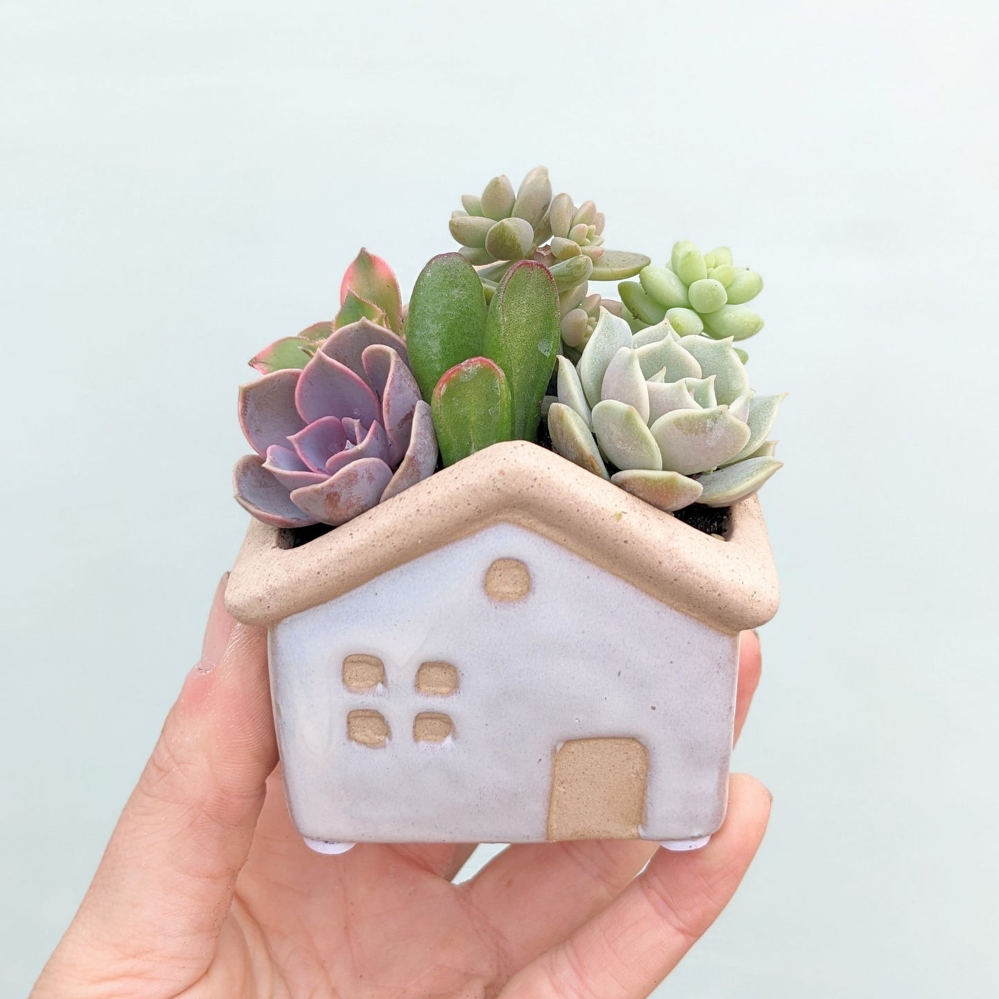 Mini Succulent House