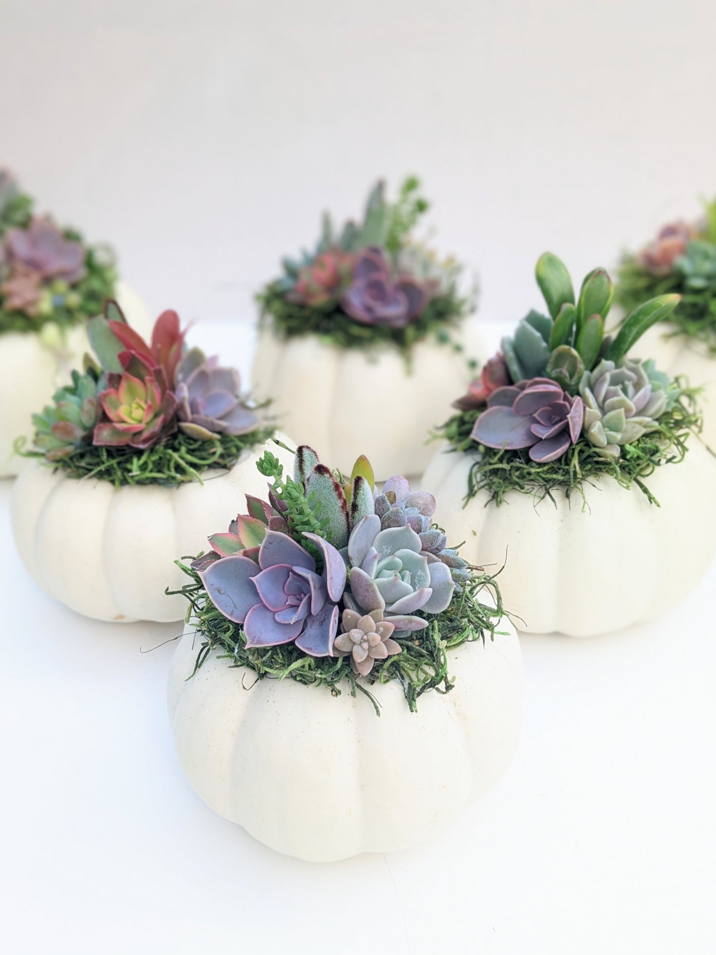 Mini White Succulent Pumpkin