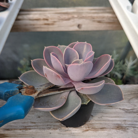Pruning Your Succulent Plants