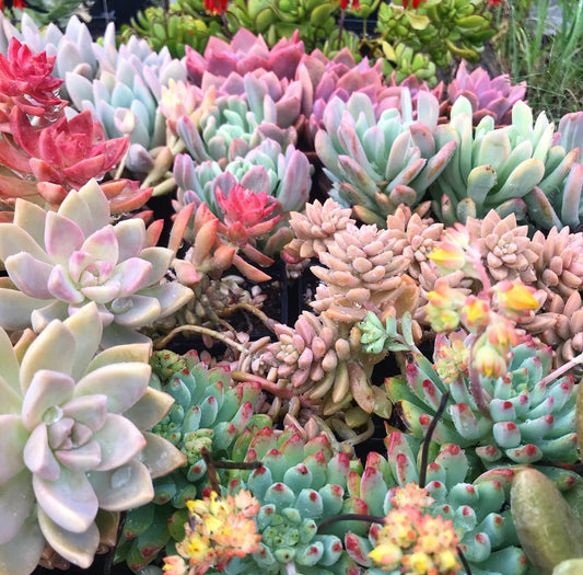 Transitioning Your Succulent Plants Outdoors for Summer