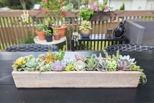 Summer Succulent Care