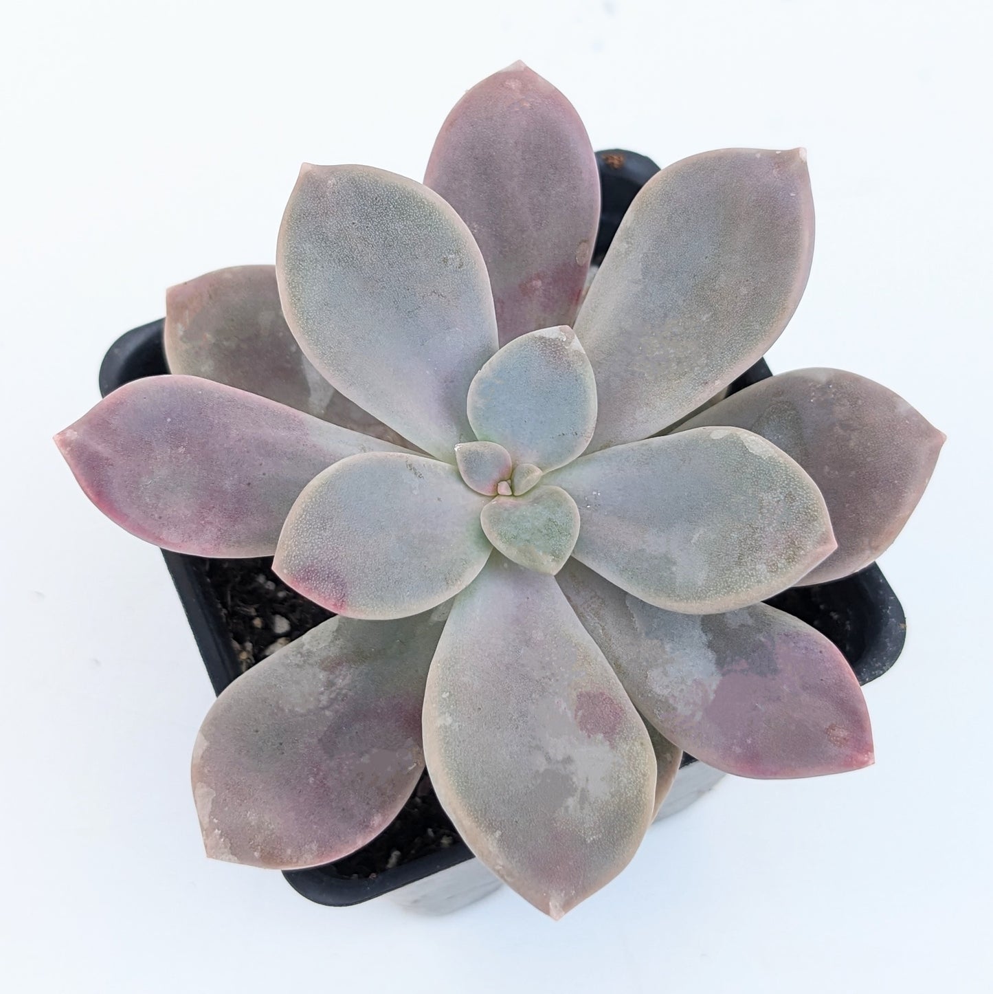 murasaki succulent care Graptopetalum "Murasaki" – CANADIAN SUCCULENTS