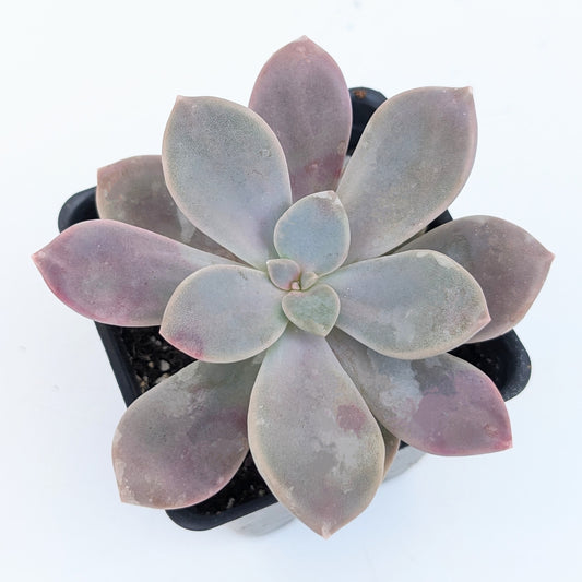Graptopetalum "Murasaki"