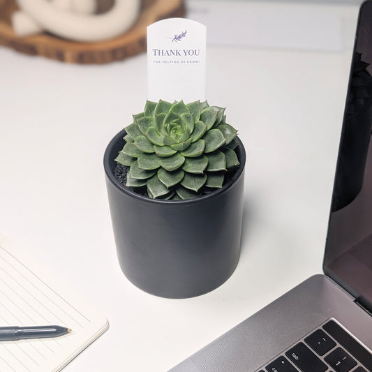 Wisdom Planter