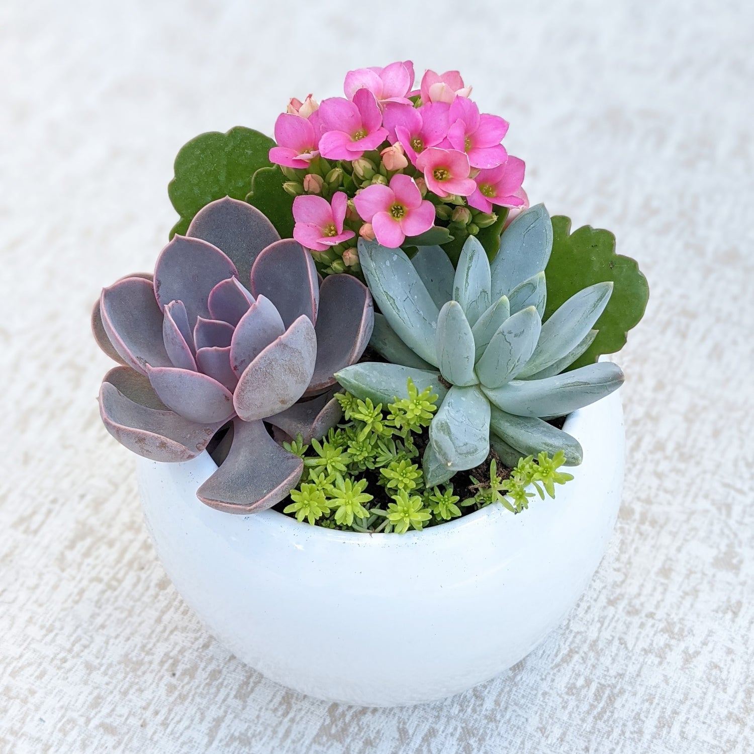 white succulent bowl White Succulent Bowl