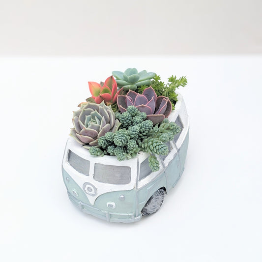 VW Succulent Bus