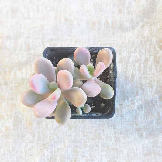 Pachyphytum 'moonstones'