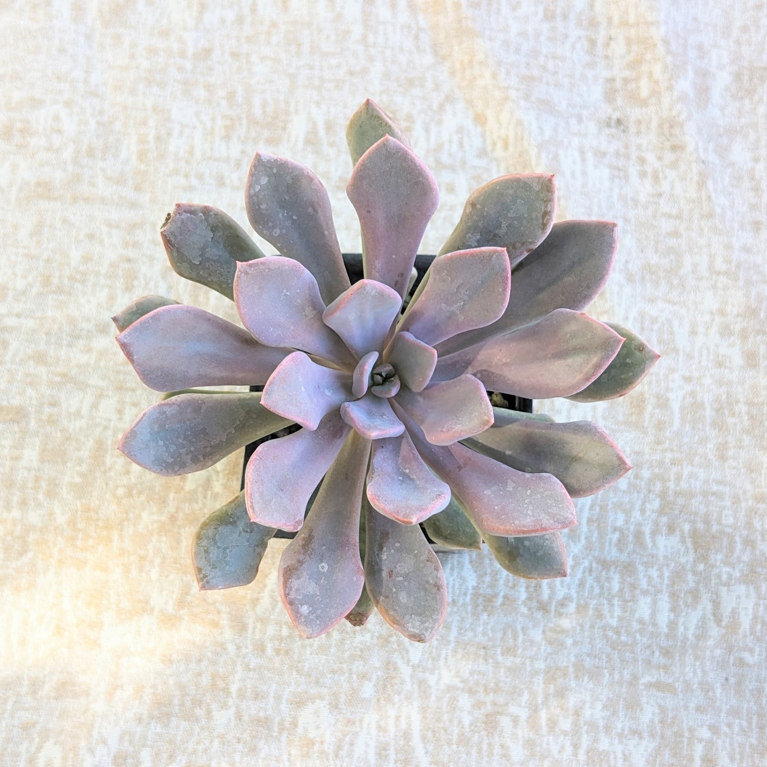 lilac spoons succulent Echeveria Lilac Spoons – CANADIAN SUCCULENTS