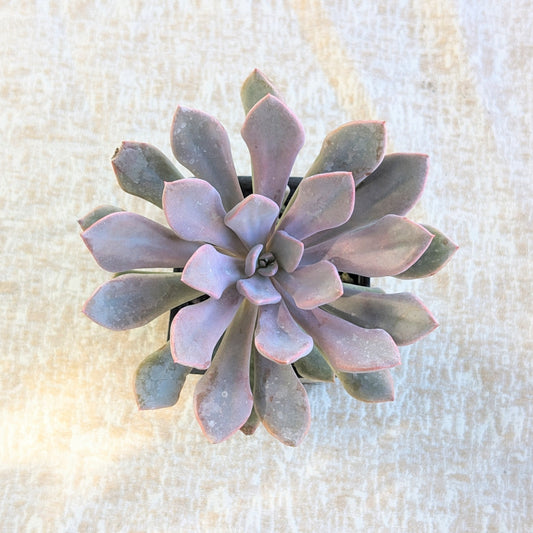 Echeveria Lilac Spoons