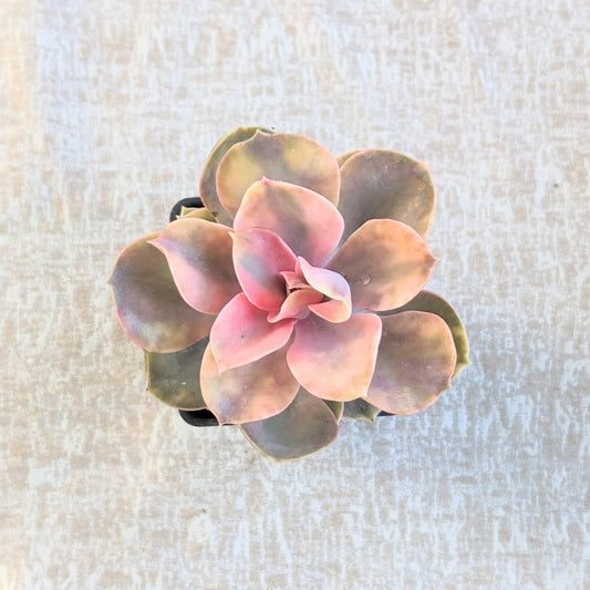 Echeveria Rainbow (4")