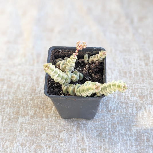 Crassula perforata variegated